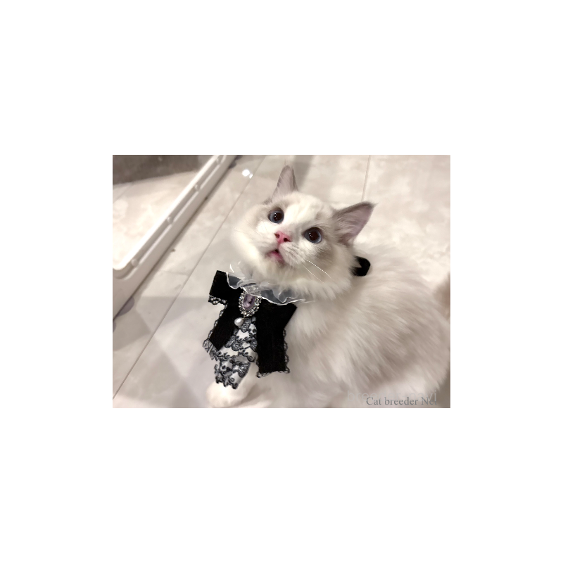 販売中の東京都のラグドール-131261の3枚目