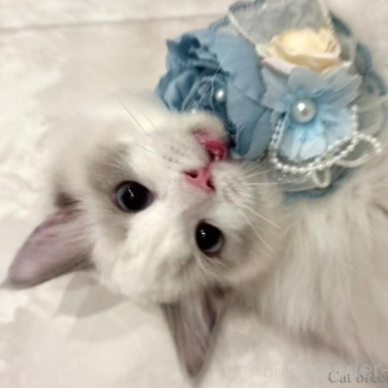 販売中の東京都のラグドール-131261の1枚目