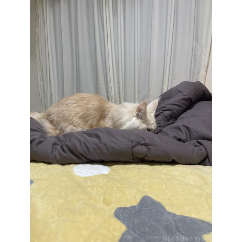 販売中の埼玉県のメインクーン-116456の6枚目