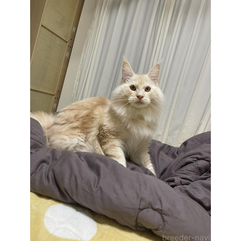 販売中の埼玉県のメインクーン-116456の5枚目