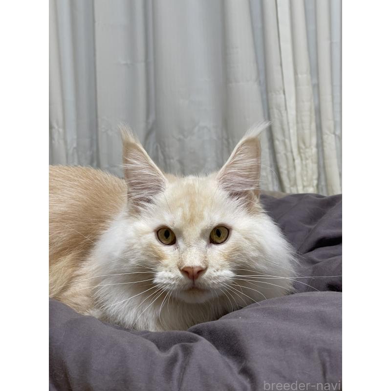 販売中の埼玉県のメインクーン-116456の4枚目