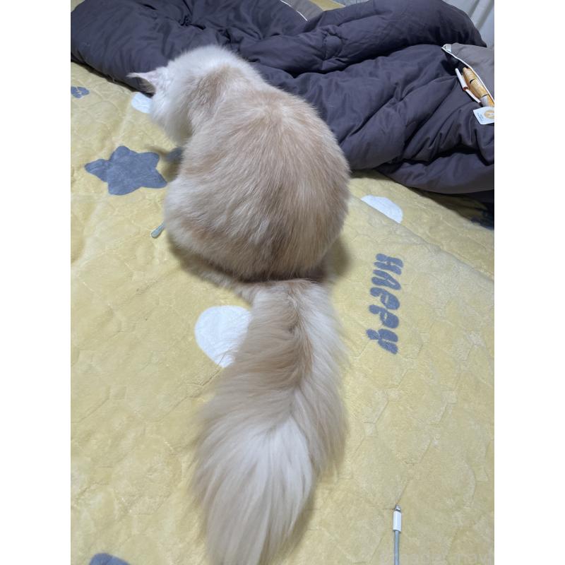 販売中の埼玉県のメインクーン-116456の3枚目