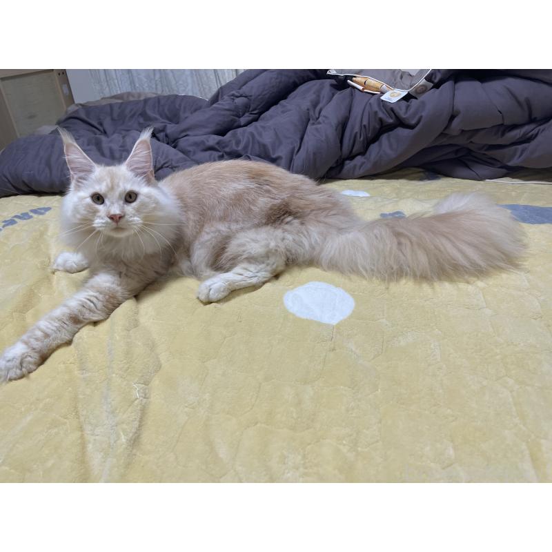 販売中の埼玉県のメインクーン-116456の2枚目