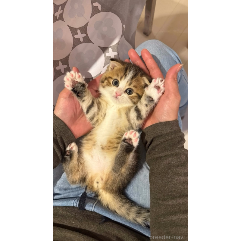 販売中の岐阜県のスコティッシュフォールド(折れ耳)-131262の8枚目