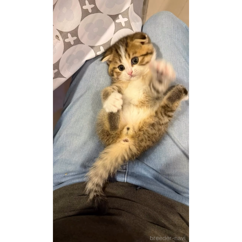 販売中の岐阜県のスコティッシュフォールド(折れ耳)-131262の7枚目