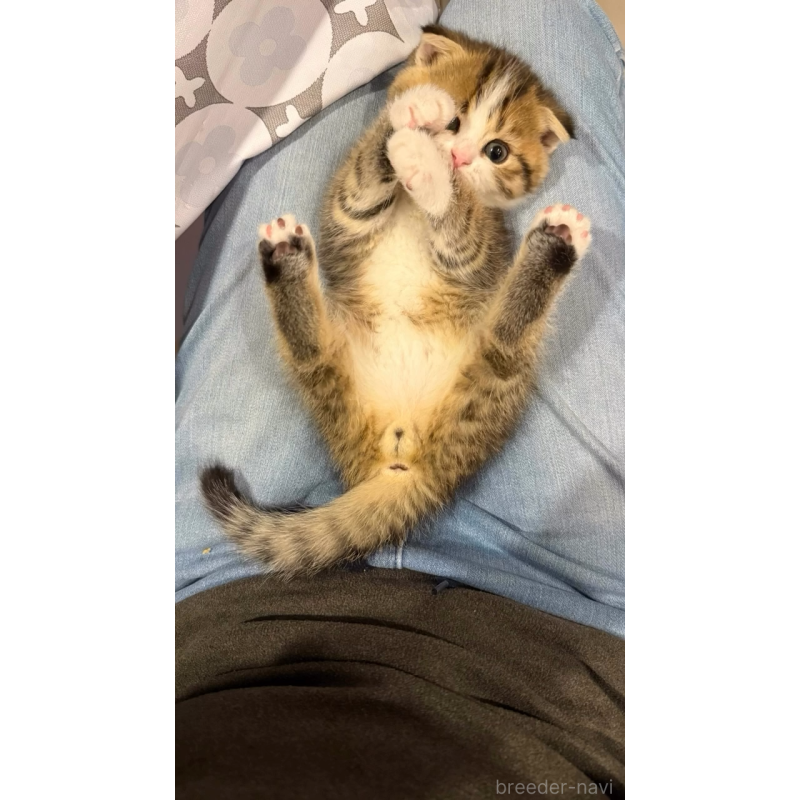 販売中の岐阜県のスコティッシュフォールド(折れ耳)-131262の6枚目