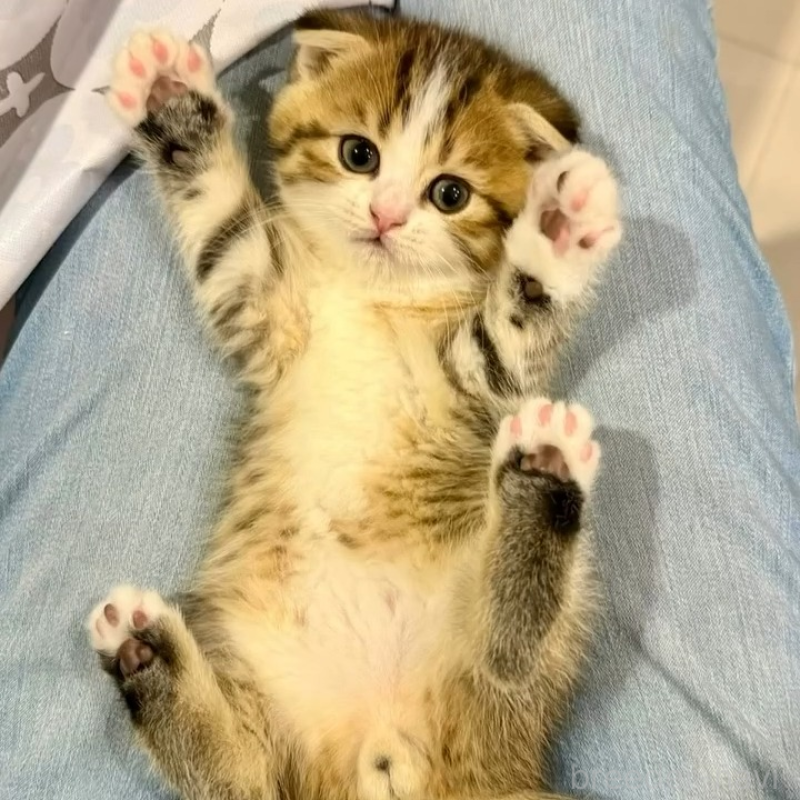 販売中の岐阜県のスコティッシュフォールド(折れ耳)-131262の1枚目