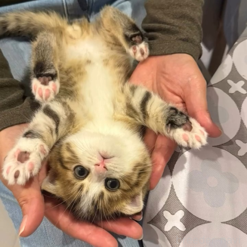 販売中の岐阜県のスコティッシュフォールド(折れ耳)-131262の5枚目