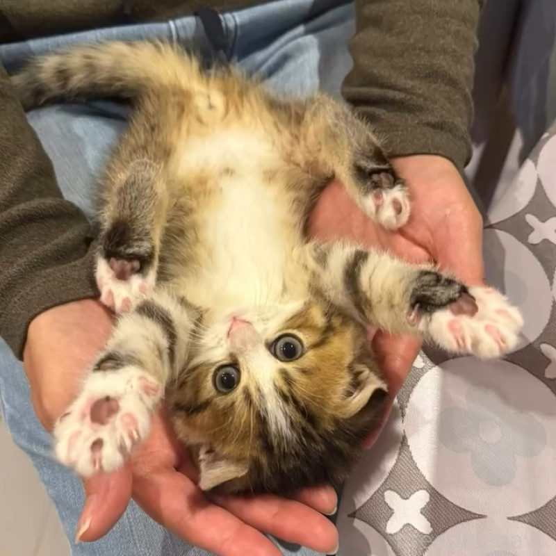 販売中の岐阜県のスコティッシュフォールド(折れ耳)-131262の4枚目