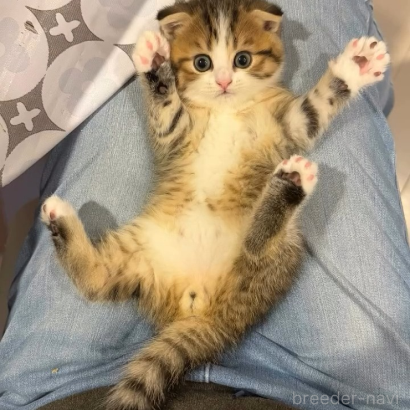 販売中の岐阜県のスコティッシュフォールド(折れ耳)-131262の3枚目
