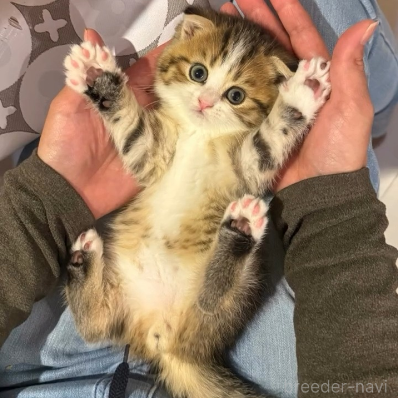 販売中の岐阜県のスコティッシュフォールド(折れ耳)-131262の2枚目