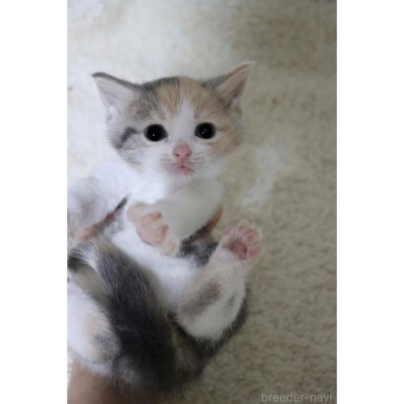 販売中の埼玉県のスコティッシュフォールド-131263の7枚目