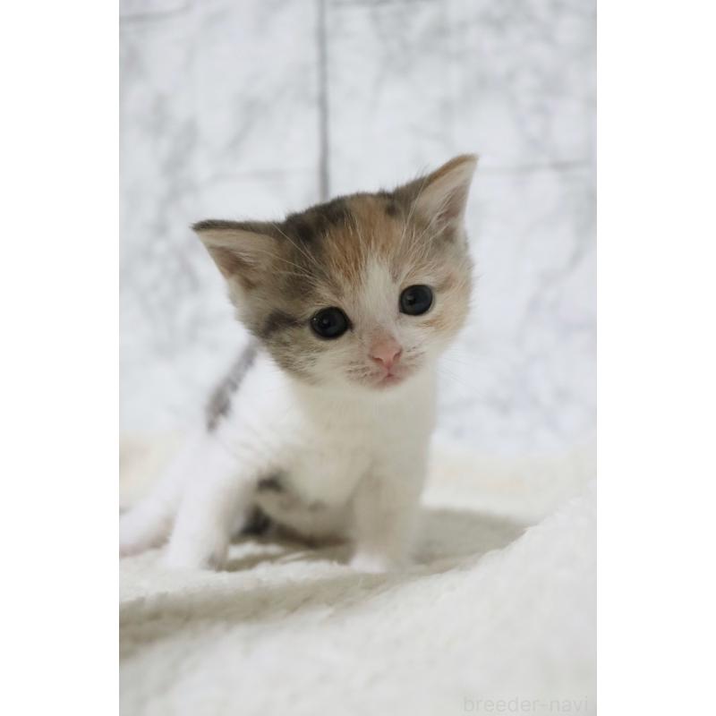 販売中の埼玉県のスコティッシュフォールド-131263の6枚目