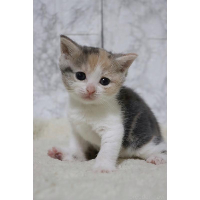 販売中の埼玉県のスコティッシュフォールド-131263の5枚目