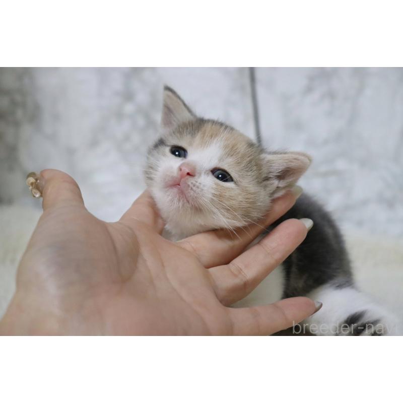 販売中の埼玉県のスコティッシュフォールド-131263の4枚目