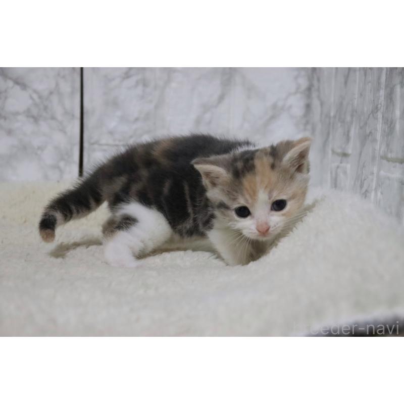 販売中の埼玉県のスコティッシュフォールド-131263の3枚目