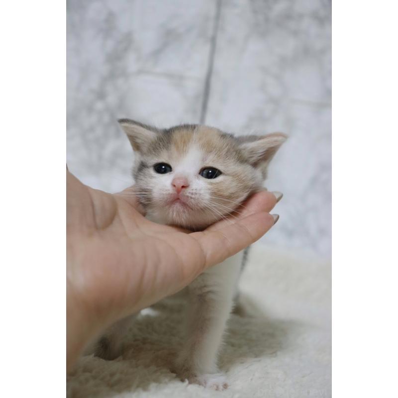 販売中の埼玉県のスコティッシュフォールド-131263の2枚目