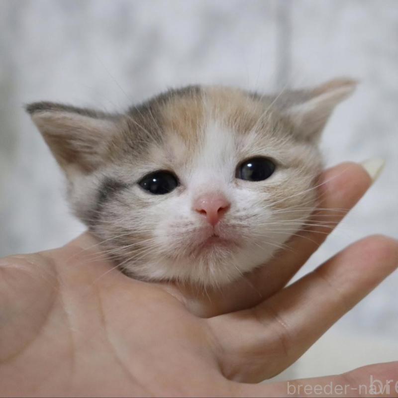 販売中の埼玉県のスコティッシュフォールド-131263の1枚目