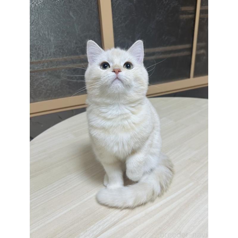 成約済の千葉県のミヌエット-124771の3枚目