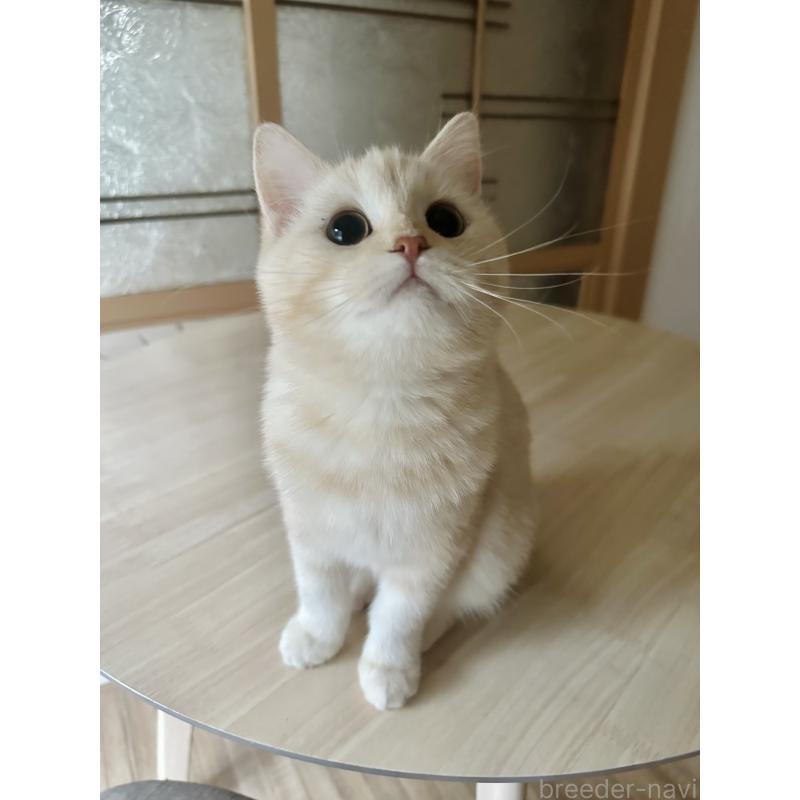 成約済の千葉県のミヌエット-124771の2枚目