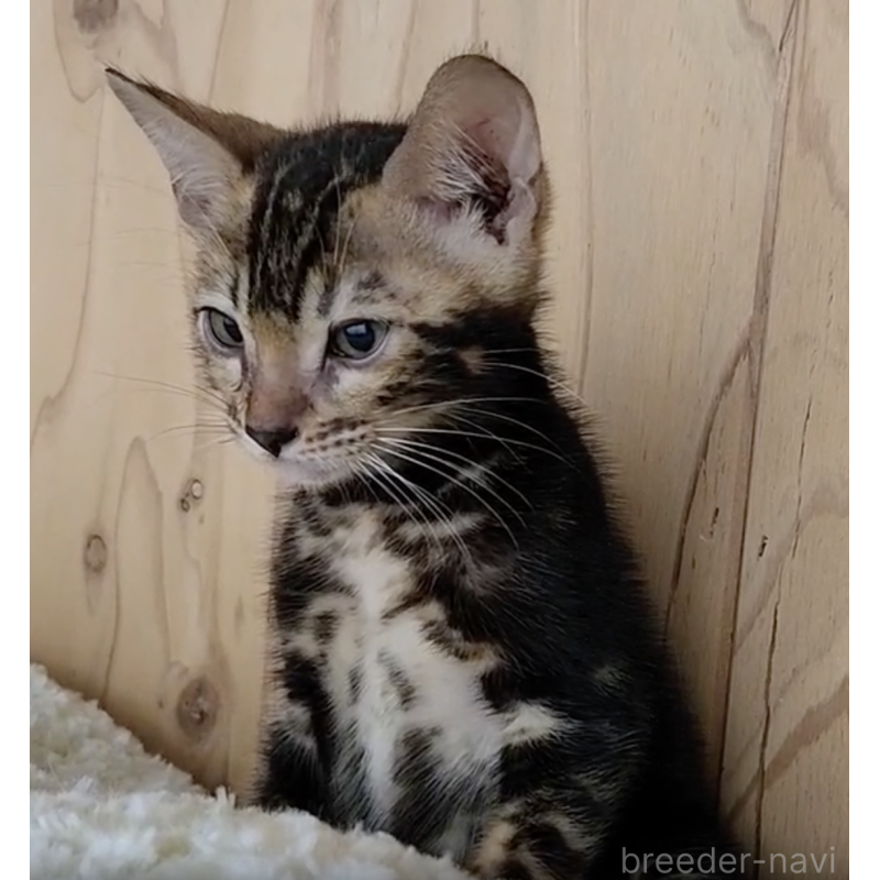 販売中の奈良県のベンガル-131265の2枚目