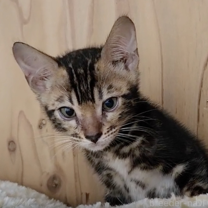 販売中の奈良県のベンガル-131265