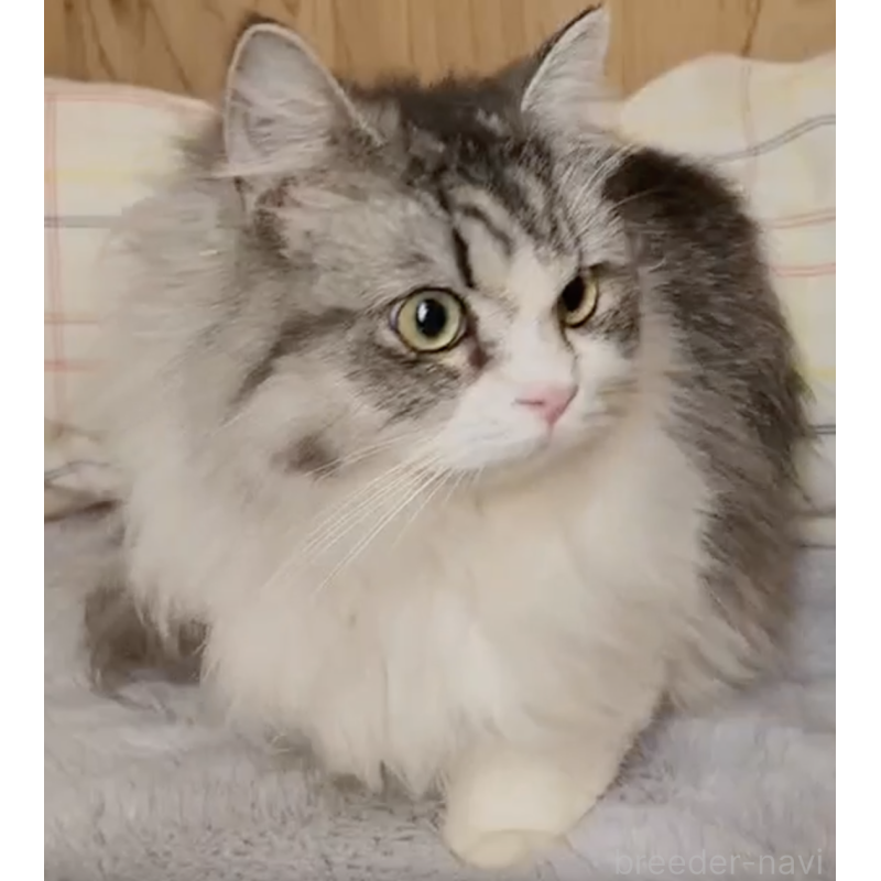 販売中の奈良県のミヌエット-131266の5枚目