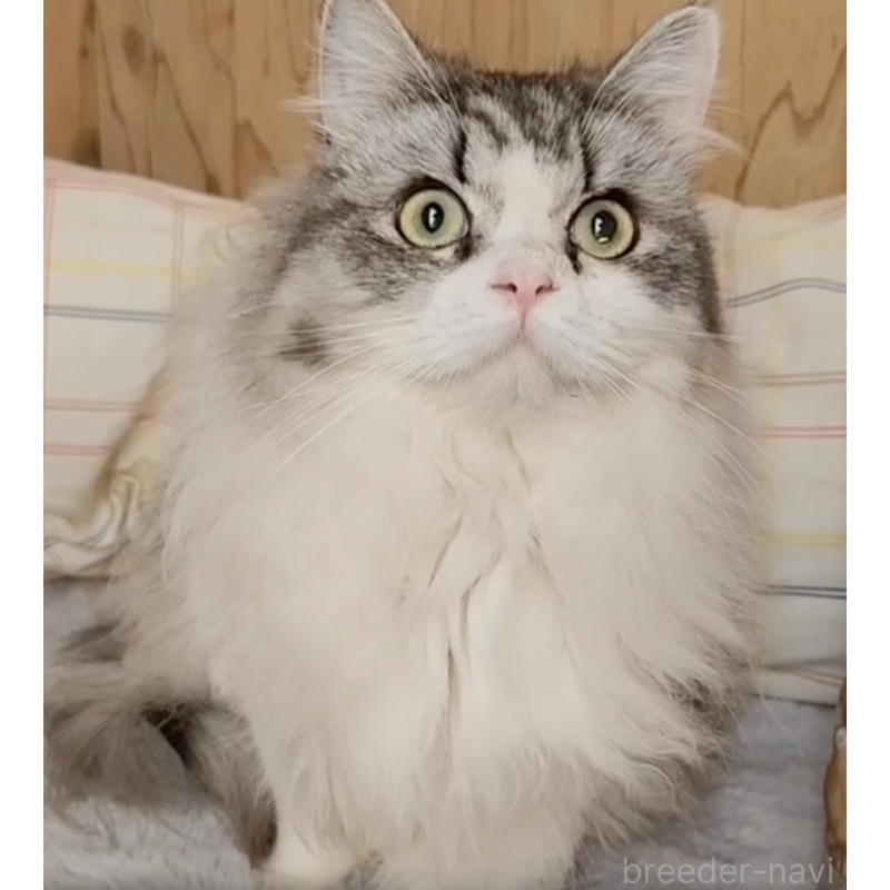 販売中の奈良県のミヌエット-131266の4枚目