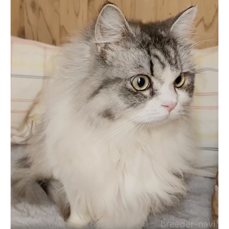 販売中の奈良県のミヌエット-131266の3枚目