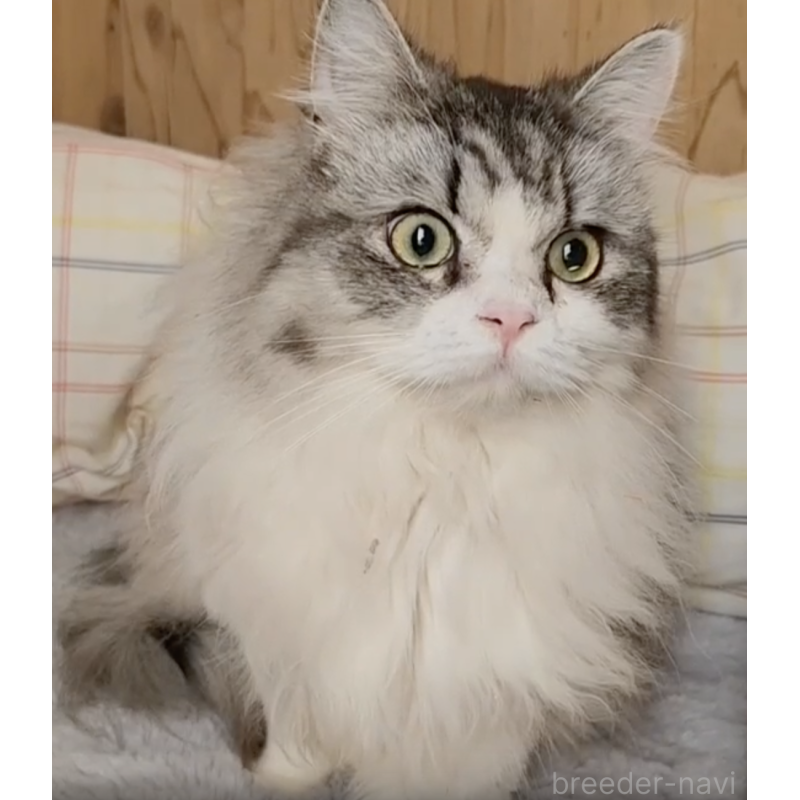 販売中の奈良県のミヌエット-131266の2枚目