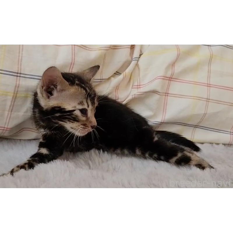 販売中の奈良県のベンガル-131268の2枚目