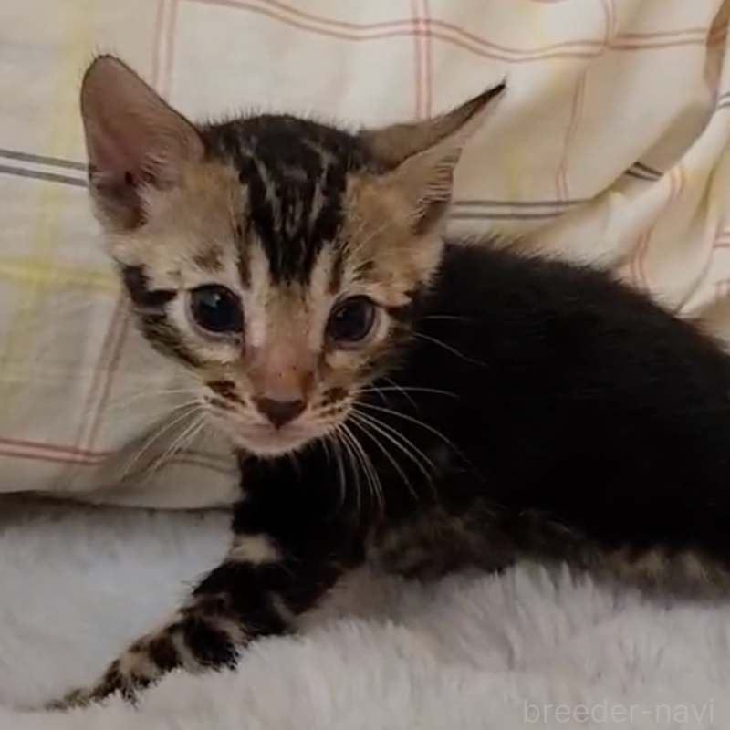 販売中の奈良県のベンガル-131268