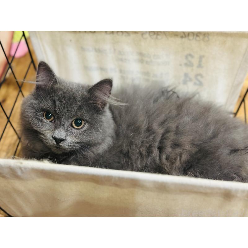 販売中の香川県のミヌエット(短足)-129262の6枚目