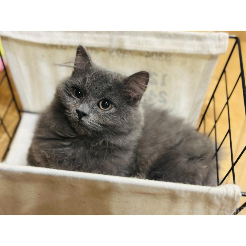 販売中の香川県のミヌエット(短足)-129262の5枚目