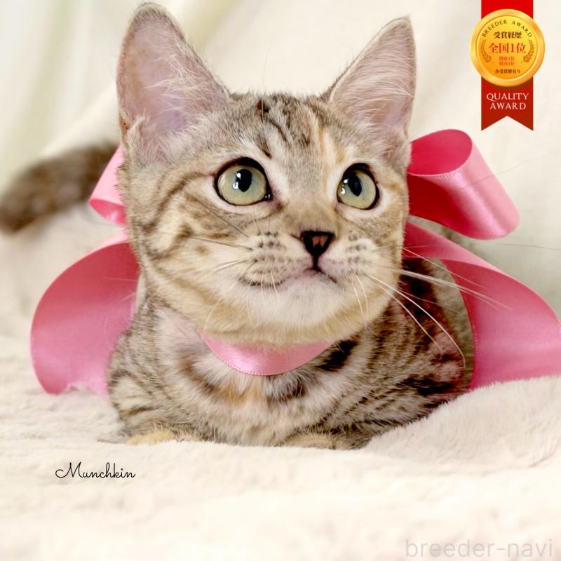 販売中の栃木県のマンチカン(短足)-131270の1枚目