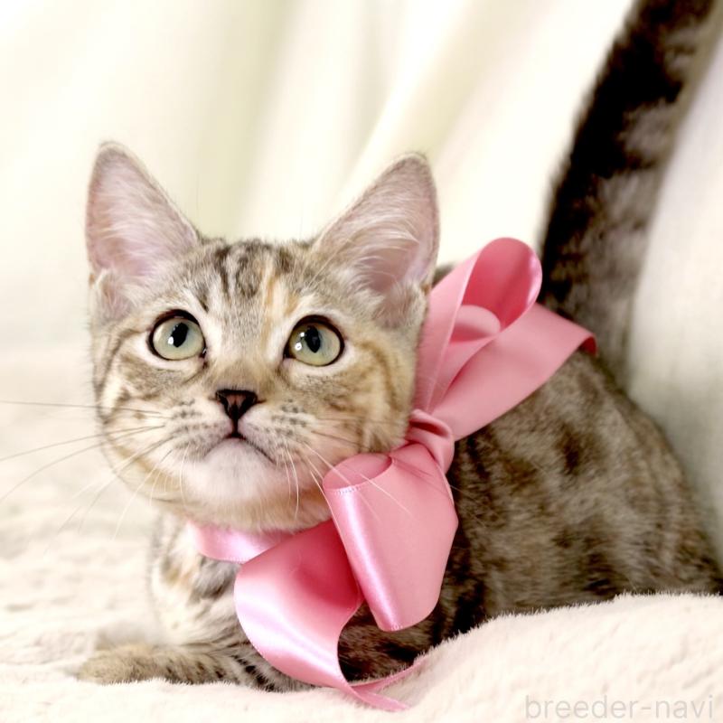 販売中の栃木県のマンチカン(短足)-131270の10枚目