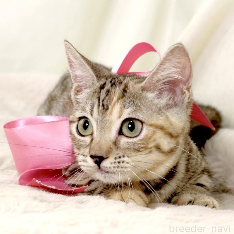 販売中の栃木県のマンチカン(短足)-131270の9枚目