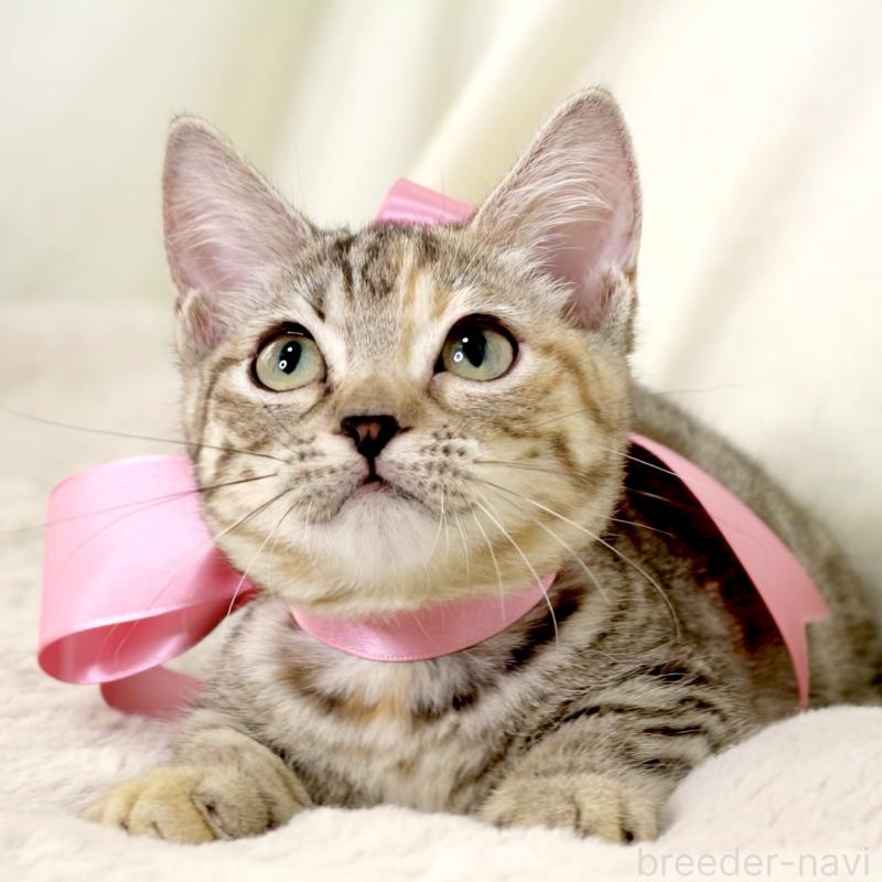 販売中の栃木県のマンチカン(短足)-131270の8枚目