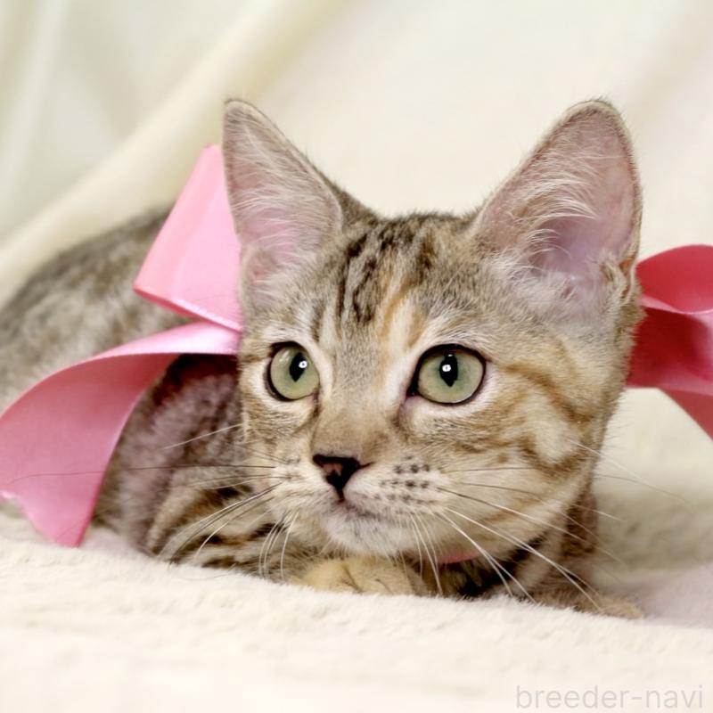 販売中の栃木県のマンチカン(短足)-131270の7枚目