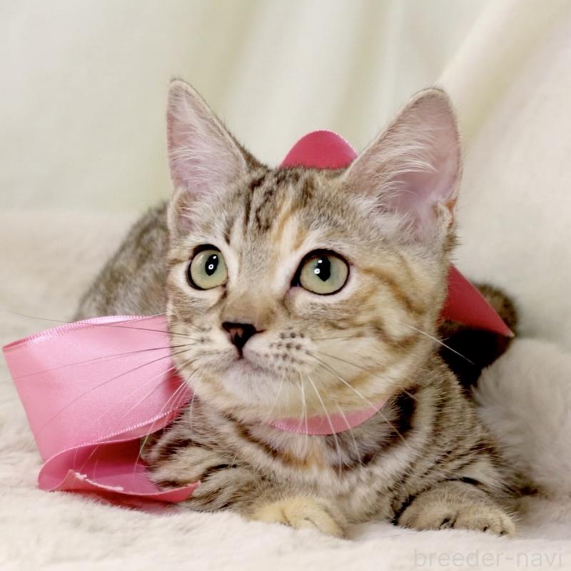 販売中の栃木県のマンチカン(短足)-131270の6枚目