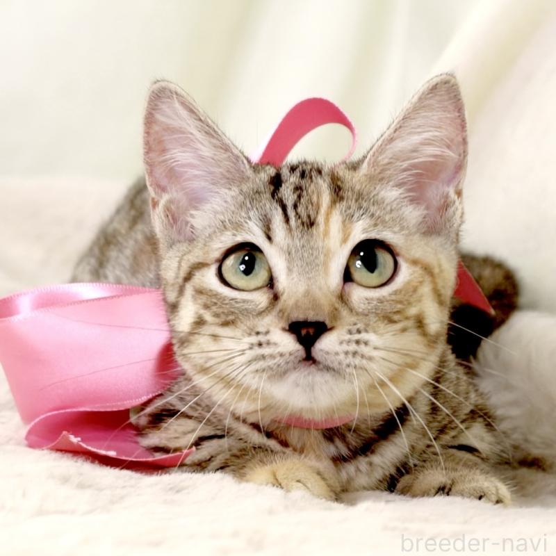 販売中の栃木県のマンチカン(短足)-131270の5枚目