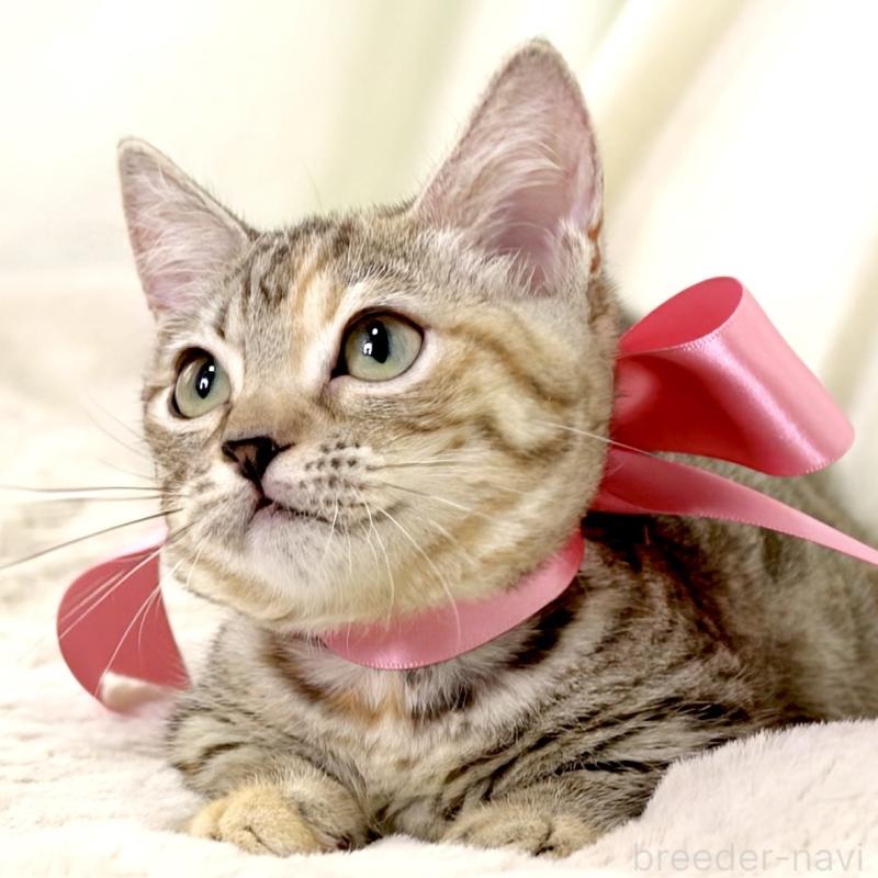 販売中の栃木県のマンチカン(短足)-131270の4枚目