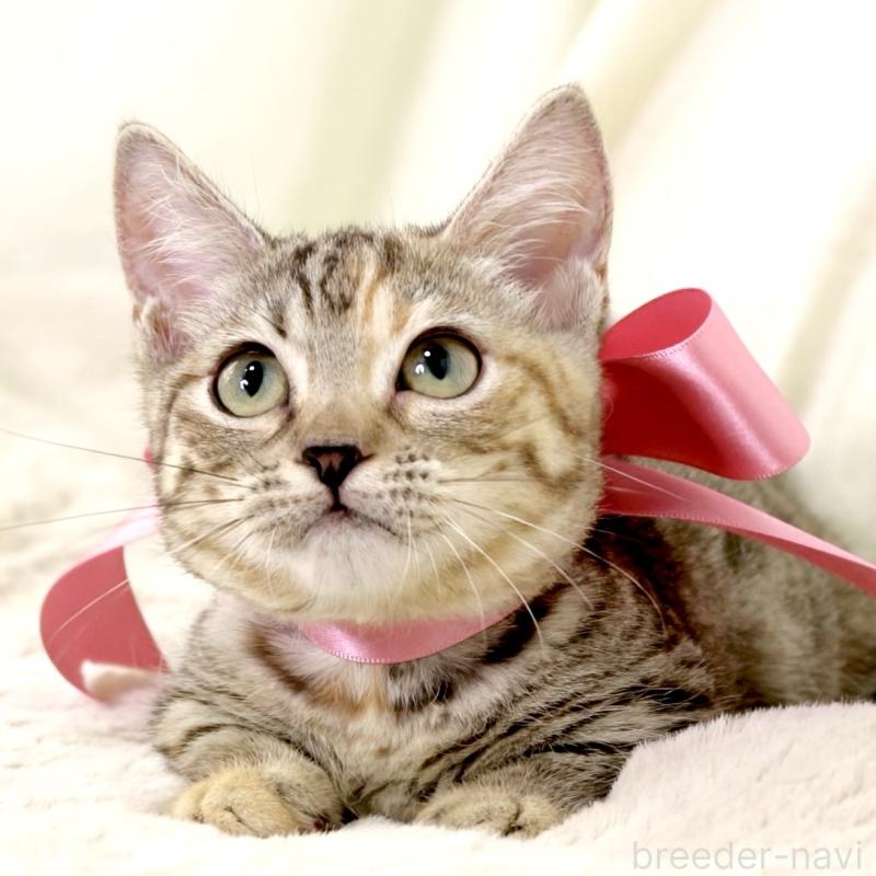 販売中の栃木県のマンチカン(短足)-131270の3枚目