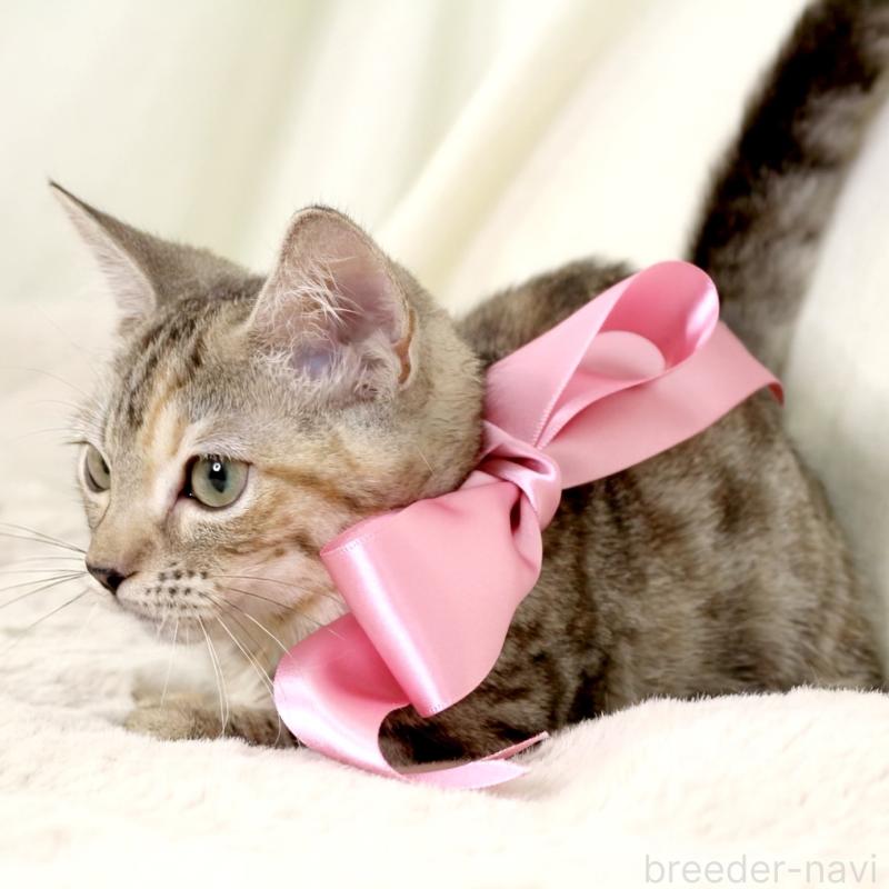 販売中の栃木県のマンチカン(短足)-131270の2枚目