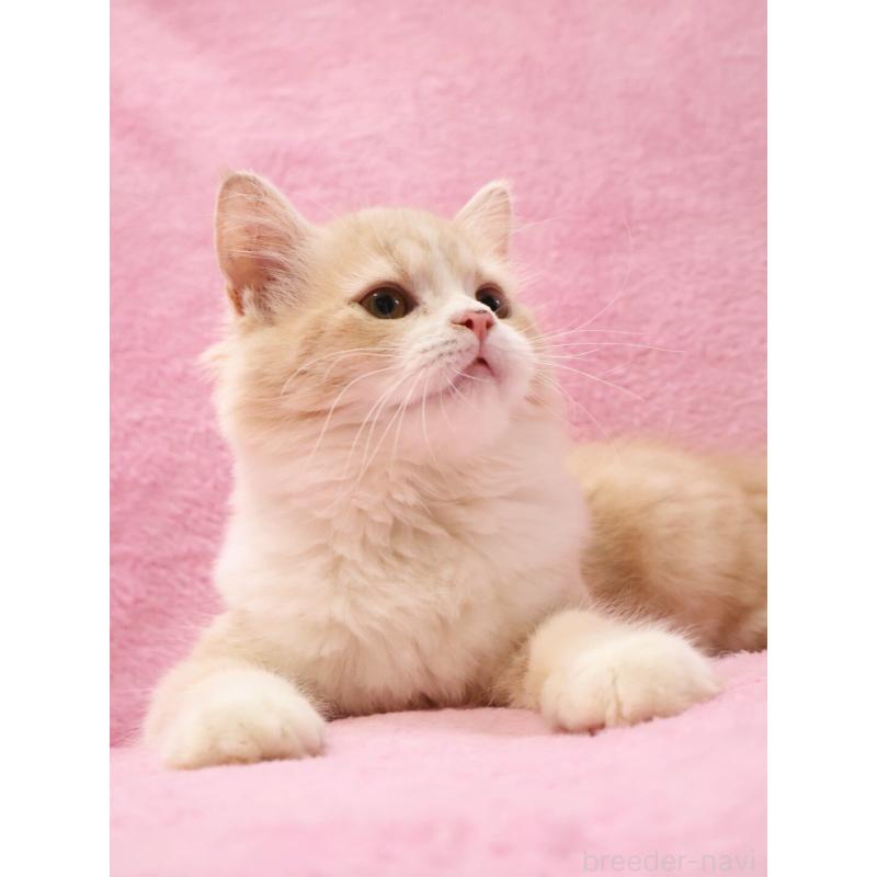 販売中の神奈川県のサイベリアン-127869の9枚目