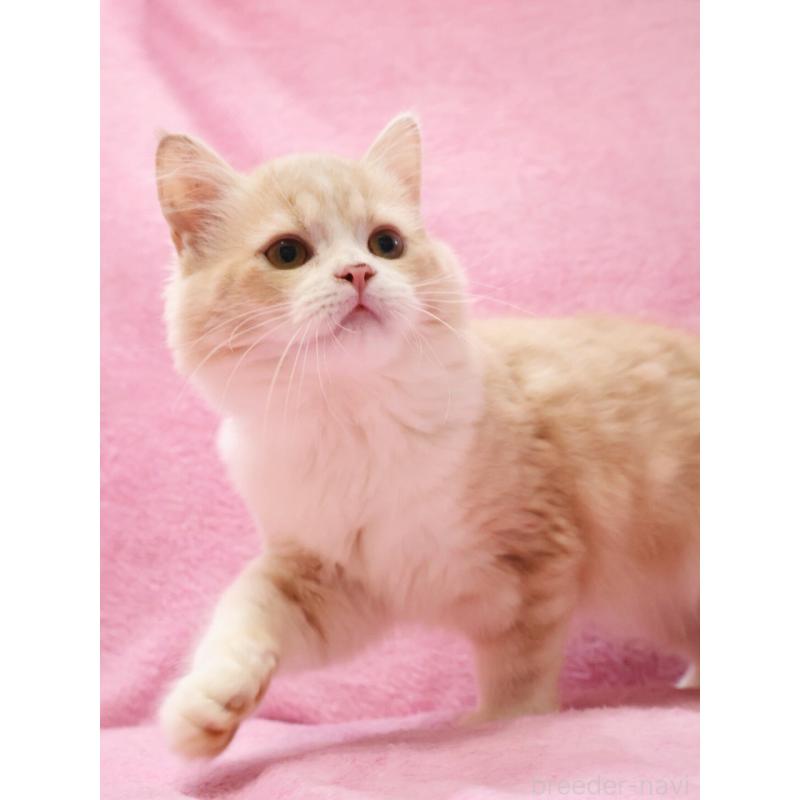 販売中の神奈川県のサイベリアン-127869の8枚目