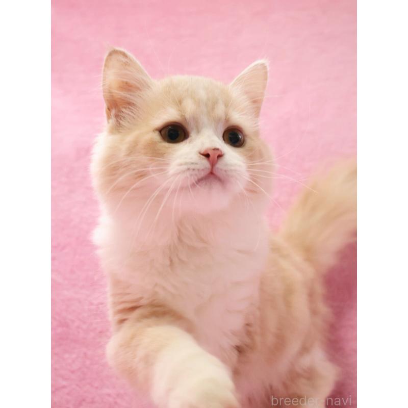 販売中の神奈川県のサイベリアン-127869の7枚目