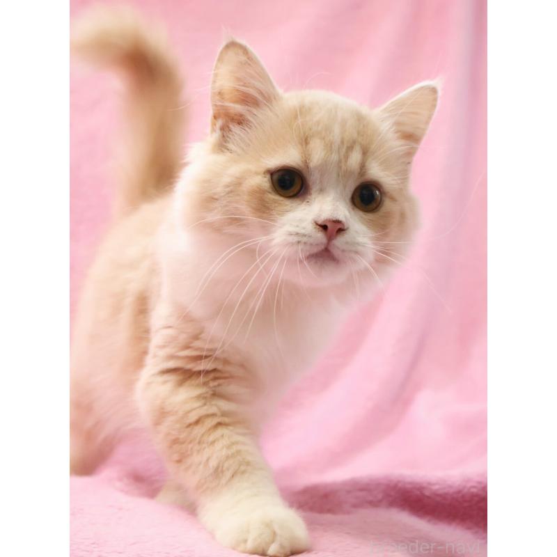 販売中の神奈川県のサイベリアン-127869の6枚目