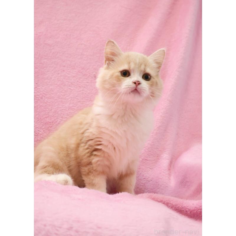 販売中の神奈川県のサイベリアン-127869の5枚目