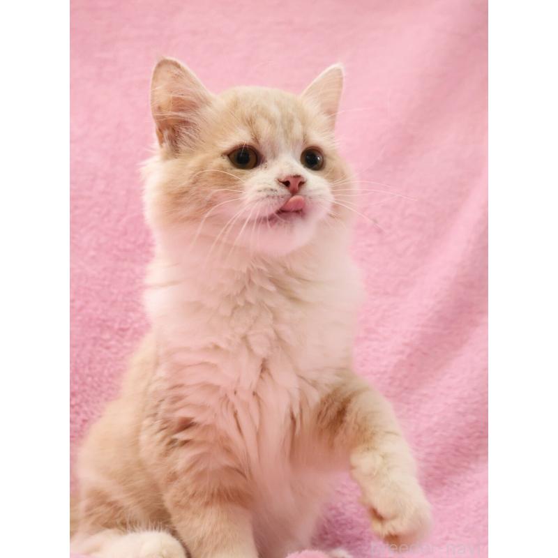 販売中の神奈川県のサイベリアン-127869の4枚目